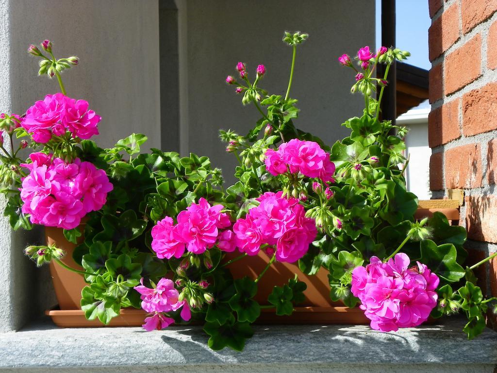 Giravento Bed and Breakfast Borgo San Dalmazzo Exteriör bild